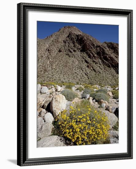 Brittlebush (Encilia Farinosa) in Borrego Palm Canyon, Anza-Borrego Desert State Park, California-James Hager-Framed Photographic Print