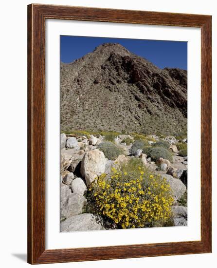 Brittlebush (Encilia Farinosa) in Borrego Palm Canyon, Anza-Borrego Desert State Park, California-James Hager-Framed Photographic Print