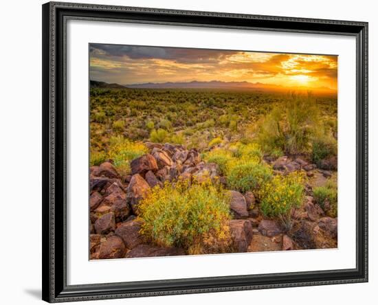 Brittlebush Sunset-John Gavrilis-Framed Premium Photographic Print
