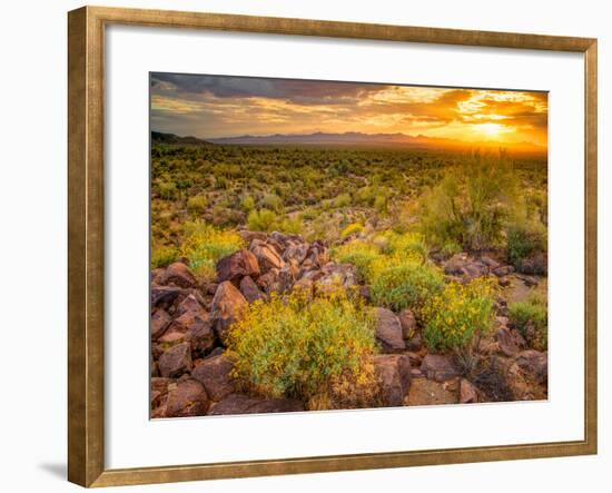 Brittlebush Sunset-John Gavrilis-Framed Premium Photographic Print