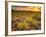 Brittlebush Sunset-John Gavrilis-Framed Premium Photographic Print