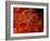 Brittlestar on Soft Coral, Papua, Indonesia-Michele Westmorland-Framed Photographic Print