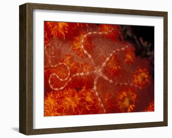 Brittlestar on Soft Coral, Papua, Indonesia-Michele Westmorland-Framed Photographic Print