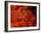 Brittlestar on Soft Coral, Papua, Indonesia-Michele Westmorland-Framed Photographic Print