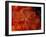 Brittlestar on Soft Coral, Papua, Indonesia-Michele Westmorland-Framed Photographic Print