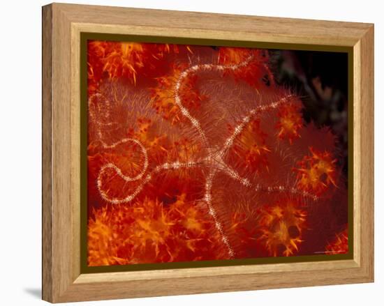 Brittlestar on Soft Coral, Papua, Indonesia-Michele Westmorland-Framed Premier Image Canvas