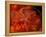 Brittlestar on Soft Coral, Papua, Indonesia-Michele Westmorland-Framed Premier Image Canvas