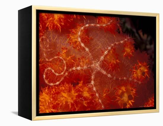 Brittlestar on Soft Coral, Papua, Indonesia-Michele Westmorland-Framed Premier Image Canvas