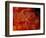 Brittlestar on Soft Coral, Papua, Indonesia-Michele Westmorland-Framed Photographic Print