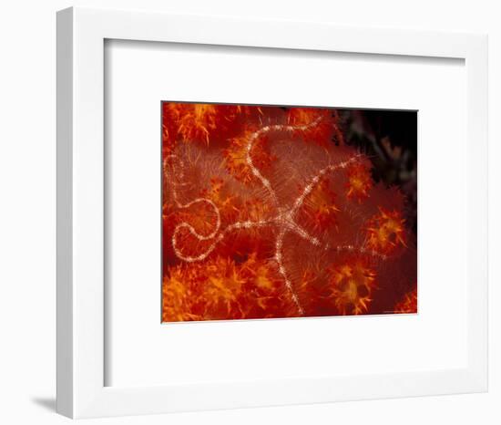 Brittlestar on Soft Coral, Papua, Indonesia-Michele Westmorland-Framed Photographic Print