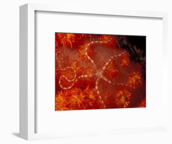 Brittlestar on Soft Coral, Papua, Indonesia-Michele Westmorland-Framed Photographic Print