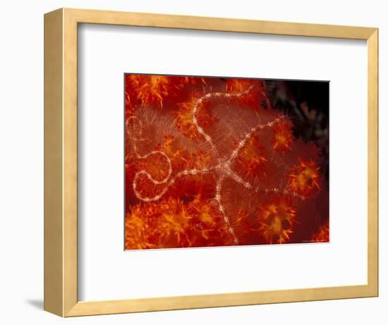Brittlestar on Soft Coral, Papua, Indonesia-Michele Westmorland-Framed Photographic Print