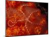 Brittlestar on Soft Coral, Papua, Indonesia-Michele Westmorland-Mounted Photographic Print