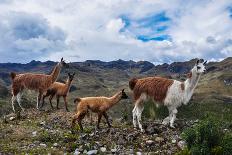 Lamas Family in El Cajas National Park, Ecuador-brizardh-Framed Premier Image Canvas