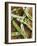 Broad Beans and Pods on a Wooden Surface-Petr Gross-Framed Photographic Print