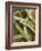 Broad Beans and Pods on a Wooden Surface-Petr Gross-Framed Photographic Print