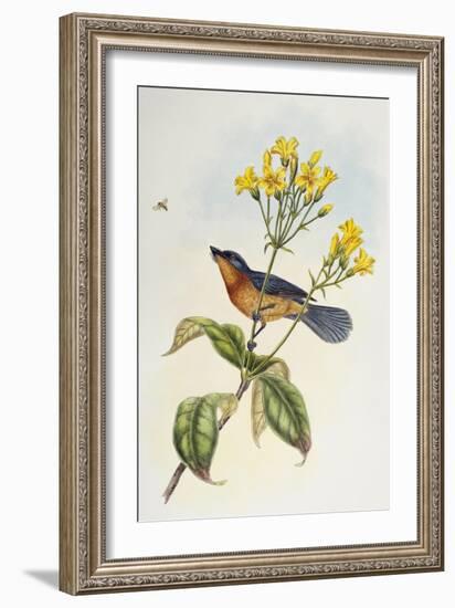 Broad-Billed Flycatcher (Myiagra Ruficollis)-John Gould-Framed Giclee Print