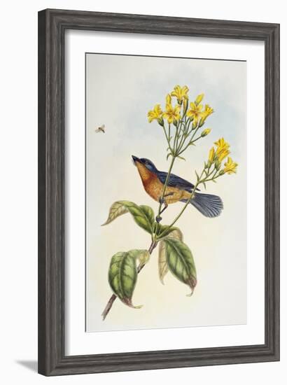 Broad-Billed Flycatcher (Myiagra Ruficollis)-John Gould-Framed Giclee Print