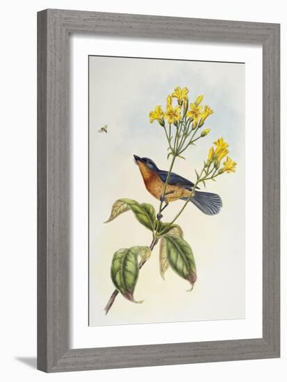 Broad-Billed Flycatcher (Myiagra Ruficollis)-John Gould-Framed Giclee Print