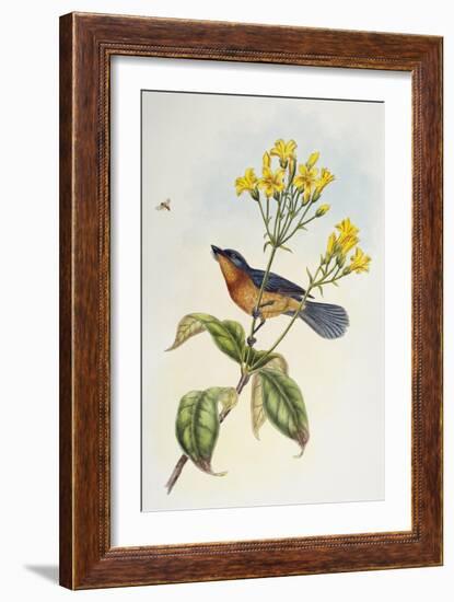 Broad-Billed Flycatcher (Myiagra Ruficollis)-John Gould-Framed Giclee Print