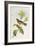 Broad-Billed Flycatcher (Myiagra Ruficollis)-John Gould-Framed Giclee Print