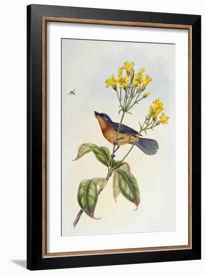 Broad-Billed Flycatcher (Myiagra Ruficollis)-John Gould-Framed Giclee Print