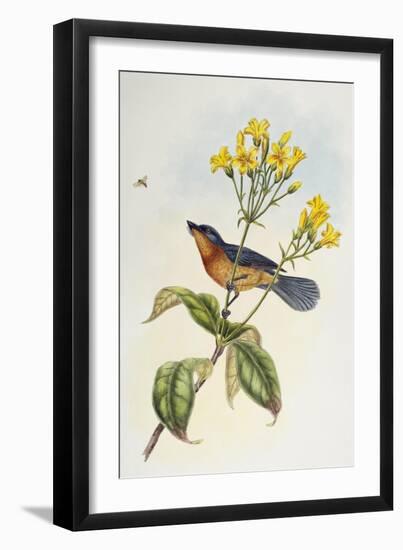 Broad-Billed Flycatcher (Myiagra Ruficollis)-John Gould-Framed Giclee Print