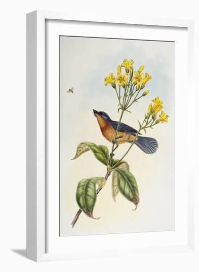 Broad-Billed Flycatcher (Myiagra Ruficollis)-John Gould-Framed Giclee Print