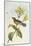 Broad-Billed Flycatcher (Myiagra Ruficollis)-John Gould-Mounted Giclee Print
