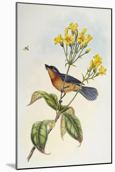 Broad-Billed Flycatcher (Myiagra Ruficollis)-John Gould-Mounted Giclee Print