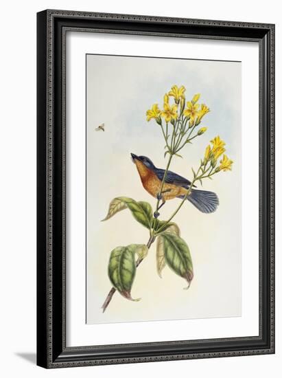 Broad-Billed Flycatcher (Myiagra Ruficollis)-John Gould-Framed Giclee Print