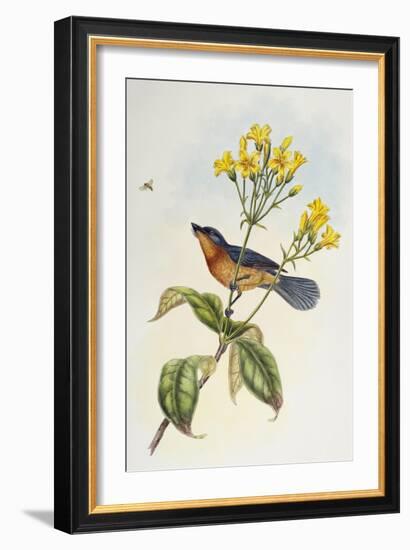 Broad-Billed Flycatcher (Myiagra Ruficollis)-John Gould-Framed Giclee Print