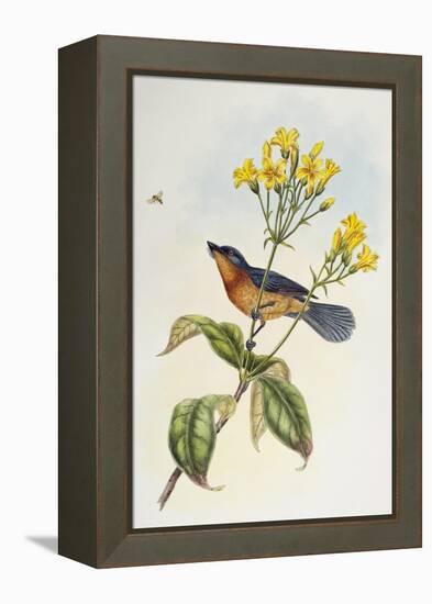 Broad-Billed Flycatcher (Myiagra Ruficollis)-John Gould-Framed Premier Image Canvas