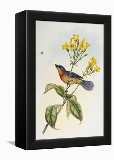 Broad-Billed Flycatcher (Myiagra Ruficollis)-John Gould-Framed Premier Image Canvas