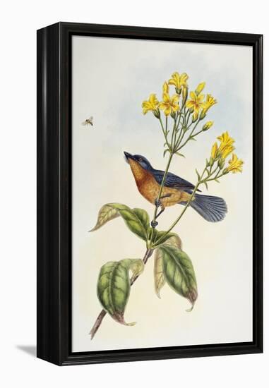 Broad-Billed Flycatcher (Myiagra Ruficollis)-John Gould-Framed Premier Image Canvas