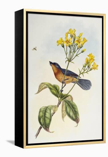 Broad-Billed Flycatcher (Myiagra Ruficollis)-John Gould-Framed Premier Image Canvas