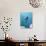 Broad-billed Hummingbird, Arizona, USA-David Northcott-Photographic Print displayed on a wall