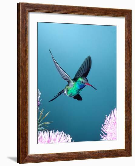 Broad-billed Hummingbird, Arizona, USA-David Northcott-Framed Photographic Print