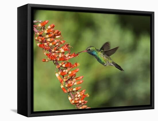 Broad-Billed Hummingbird, Cochise Co, Arizona, Usa-Rebecca Jackrel-Framed Premier Image Canvas