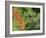 Broad-Billed Hummingbird, Cochise Co, Arizona, Usa-Rebecca Jackrel-Framed Photographic Print