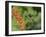 Broad-Billed Hummingbird, Cochise Co, Arizona, Usa-Rebecca Jackrel-Framed Photographic Print