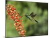 Broad-Billed Hummingbird, Cochise Co, Arizona, Usa-Rebecca Jackrel-Mounted Photographic Print