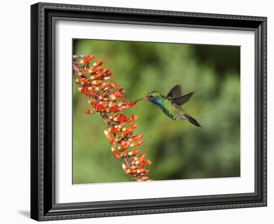 Broad-Billed Hummingbird, Cochise Co, Arizona, Usa-Rebecca Jackrel-Framed Photographic Print