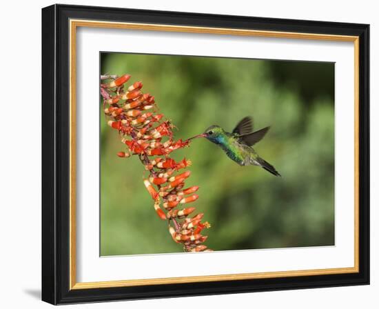 Broad-Billed Hummingbird, Cochise Co, Arizona, Usa-Rebecca Jackrel-Framed Photographic Print