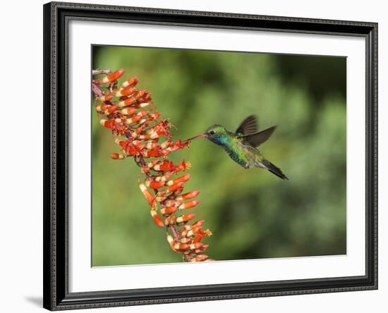 Broad-Billed Hummingbird, Cochise Co, Arizona, Usa-Rebecca Jackrel-Framed Photographic Print