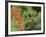 Broad-Billed Hummingbird, Cochise Co, Arizona, Usa-Rebecca Jackrel-Framed Photographic Print