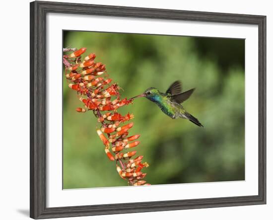 Broad-Billed Hummingbird, Cochise Co, Arizona, Usa-Rebecca Jackrel-Framed Photographic Print