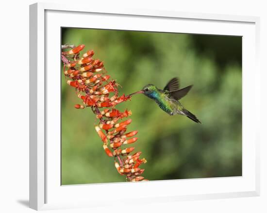 Broad-Billed Hummingbird, Cochise Co, Arizona, Usa-Rebecca Jackrel-Framed Photographic Print