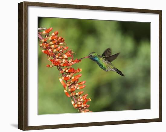 Broad-Billed Hummingbird, Cochise Co, Arizona, Usa-Rebecca Jackrel-Framed Photographic Print