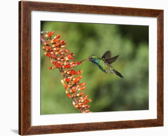 Broad-Billed Hummingbird, Cochise Co, Arizona, Usa-Rebecca Jackrel-Framed Photographic Print